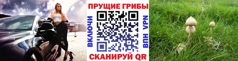 Купить где  Заинск  Галлюциногенные грибы Psilocybine cubensis 